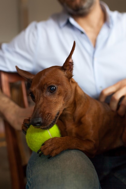 El perro descansa con su dueño jugando con su amada pelota