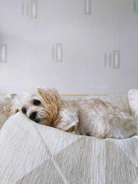 Foto perro descansando en la cama en casa