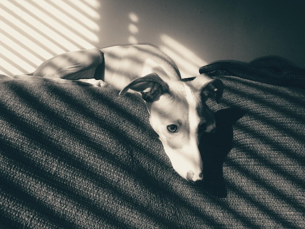Perro descansando en la cama