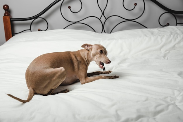 Foto perro descansando en la cama