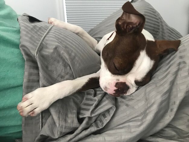 Foto perro descansando en el sofá en casa