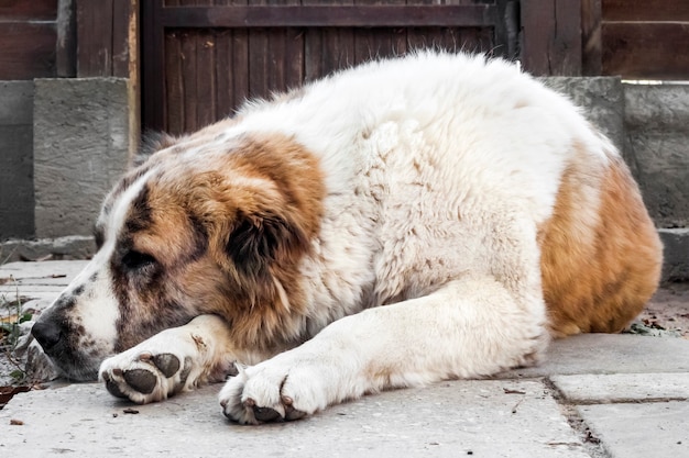 Perro descansando su cabeza sobre sus patas.