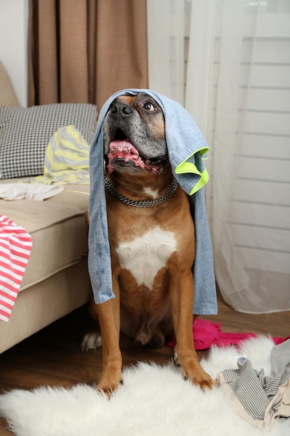 Foto perro destroza ropa en cuarto desordenado