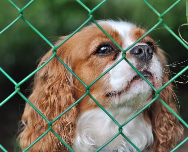 Perro detras de una valla