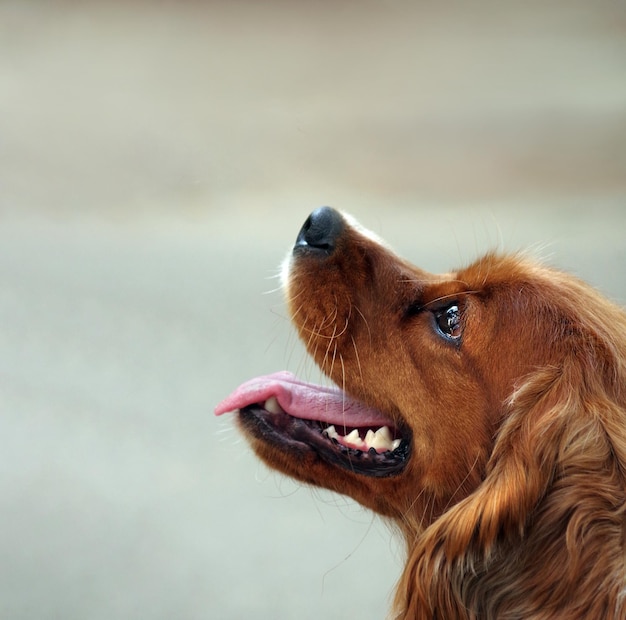 un perro con dientes blancos y nariz marrón.