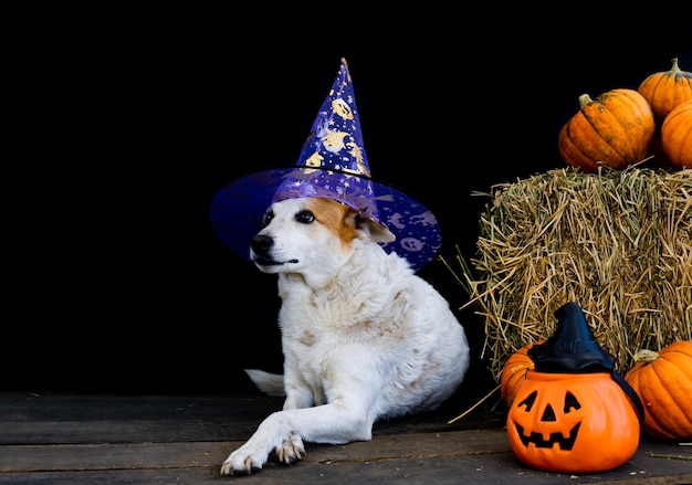 Perro disfrazado de halloween con sombrero de bruja