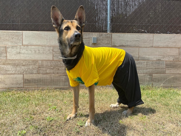 Perro disfrazado de persona Disfrazado para halloween o carnaval