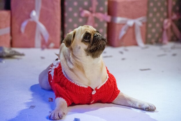 Perro disfrazado de santa está sentado bajo el árbol de Navidad con regalos en estudio