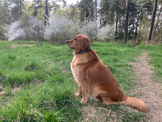 El perro disfruta de la increíblemente hermosa flor de cerezo blanco en el bosque