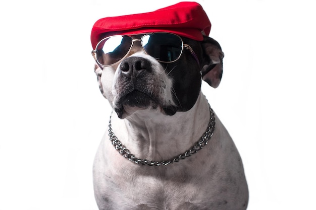 Un perro con una divertida gorra roja sobre un fondo blanco. Animal divertido de moda.