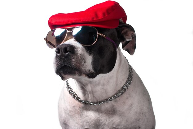 Un perro con una divertida gorra roja sobre un fondo blanco. Animal divertido de moda.