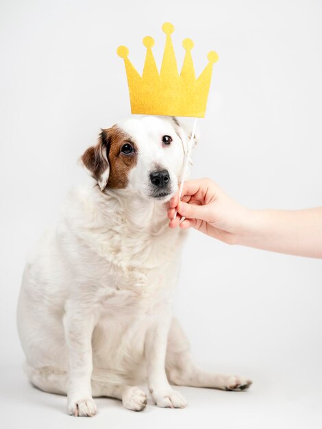 Perro divertido con una corona Mascotas