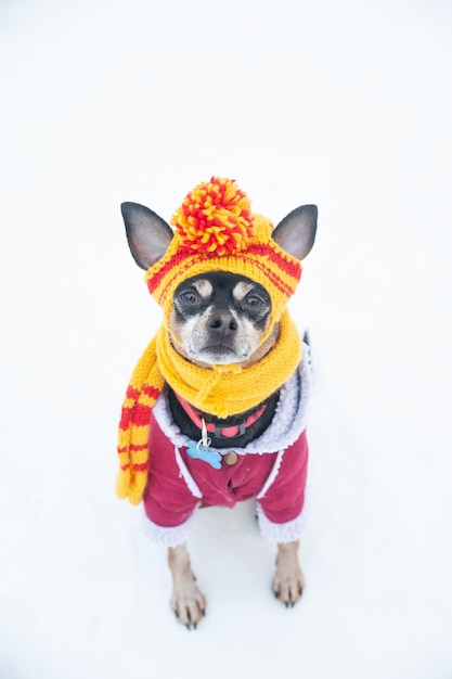 Foto perro con un divertido gorro de punto con pumpon en el bosque de invierno. concepto de ropa de abrigo para perros.