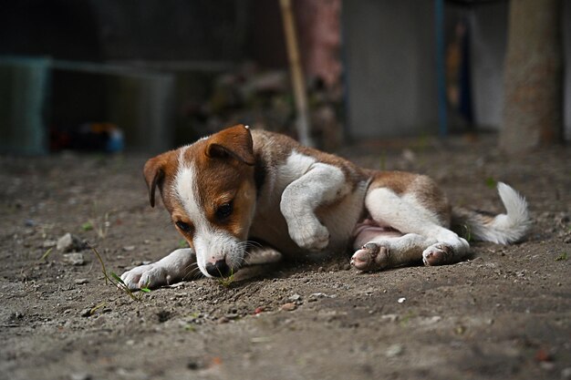 perro divertido, lindo cachorro marrón o perro marrón, perro sentado en el suelo