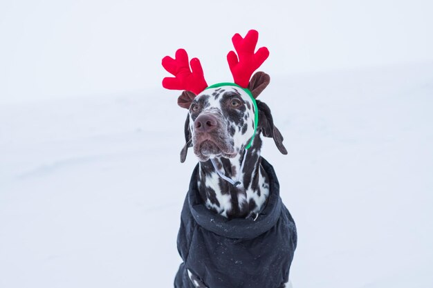 Perro divertido y lindo en cuernos de ciervo divertidos se encuentra en la nieve en invierno Cachorro dálmata con cuernos de ciervo en su cabeza vacaciones familiares acogedoras Año nuevo y Navidad Tarjeta postal para invitación de vacaciones de Navidad