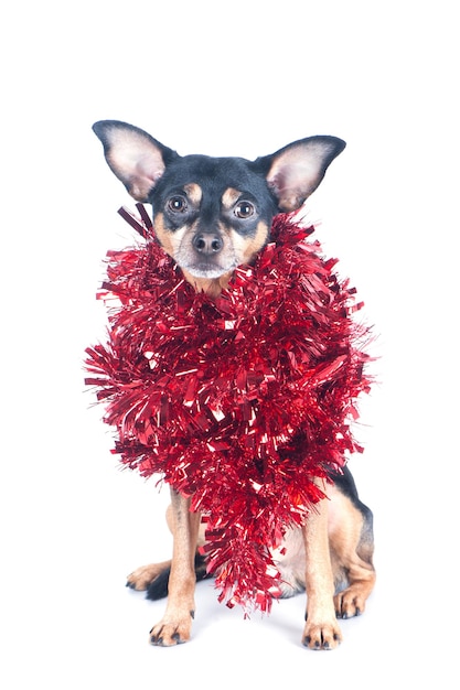 Perro divertido con oropel rojo aislado en blanco Tema de Navidad Año Nuevo