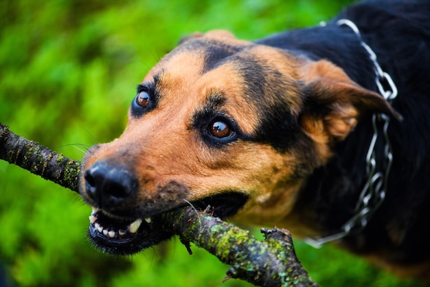 Perro divertido con un palo en los dientes