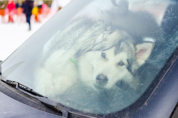 Perro divertido del perro esquimal siberiano detrás del parabrisas sucio del coche.