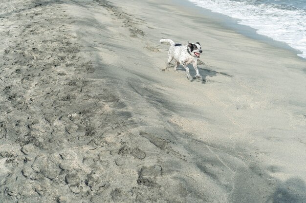 Perro divirtiéndose en la playa en un día de verano