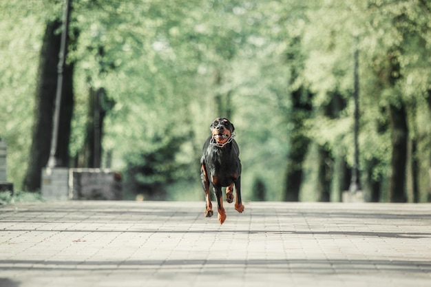 Perro Doberman Pinscher al aire libre