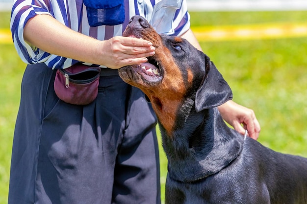 Perro doberman toma comida de la mano de la amante