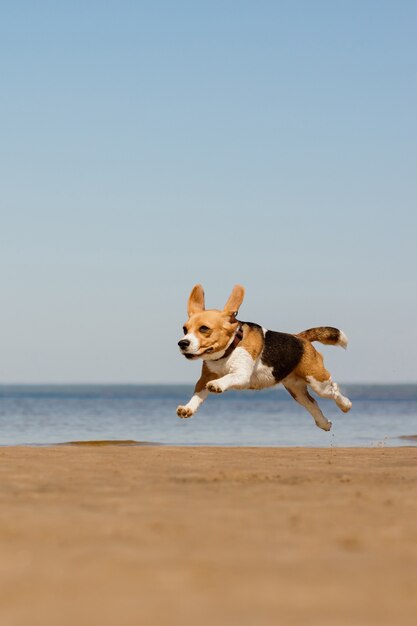 El perro doméstico beagle corre y salta en la naturaleza adiestramiento de perros en la orilla del mar o en el bosque una mascota