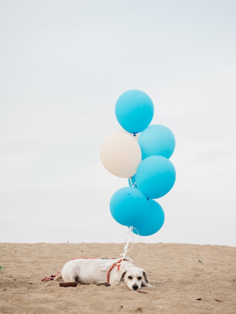 Perro doméstico blanco con globos de helio tumbado en la arena mirando a la cámara