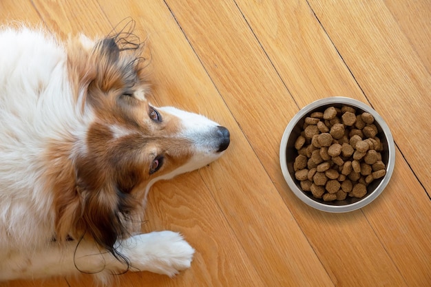 Perro doméstico y un cuenco con comida seca en el fondo del piso de madera