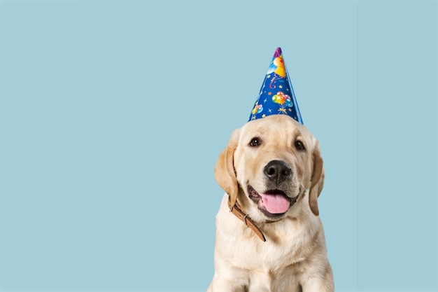 Perro doméstico feliz celebrando un cumpleaños o un carnaval con un sombrero de fiesta.