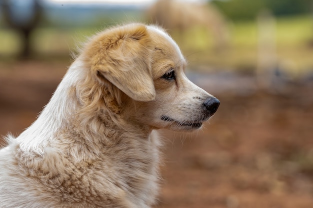 Perro doméstico en una granja con enfoque selectivo