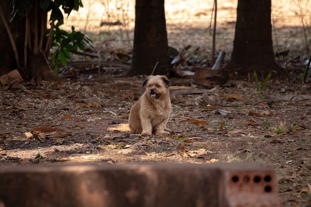 Perro doméstico en una granja con enfoque selectivo