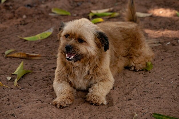 Perro doméstico en una granja con enfoque selectivo