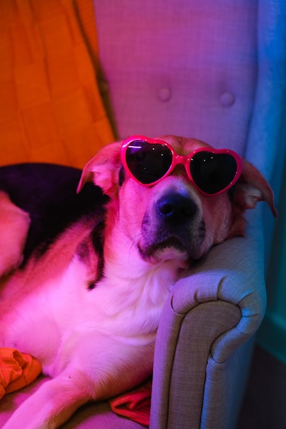 Perro doméstico mestizo vestido con gafas de sol en forma de corazón en un sillón en azul neón rosa relámpago