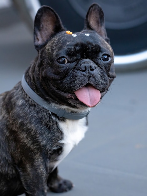 Perro doméstico negro adulto de la raza Bulldog Francés