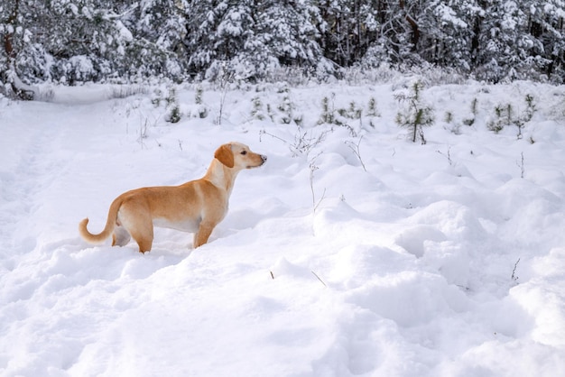 Perro dorado en la nieve en invierno