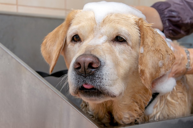 El perro se ducha con jabón, primer plano de la cara.