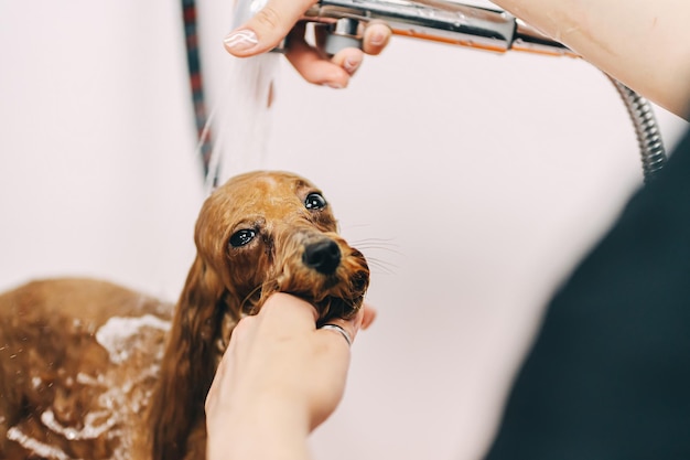 Foto el perro se ducha