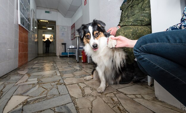 Un perro con el dueño esperando la admisión al veterinario.