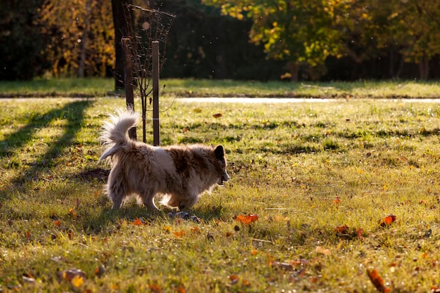 Perro sin dueño está sucio y sin hogar