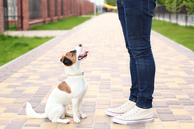 Perro y dueño Jack Russell Terrier en anticipación de una caminata en el parque, en la calle, paciente y obediente. Perros de educación y entrenamiento. La amistad del hombre y el perro. Juntos para las vacaciones de verano.