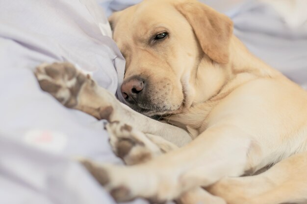 El perro duerme dulcemente en la cama. Enfoque suave