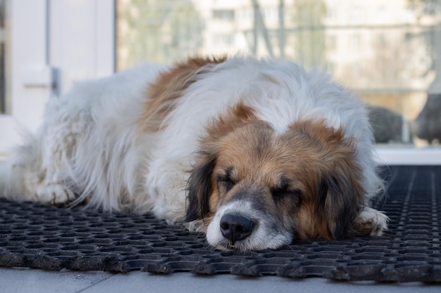 El perro duerme a la entrada de la casa Retrato de perro durmiendo