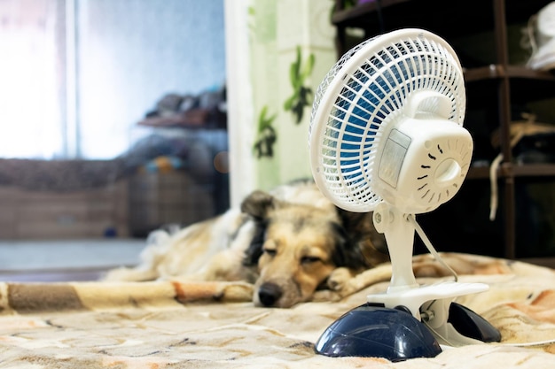 El perro duerme junto al ventilador de cerca