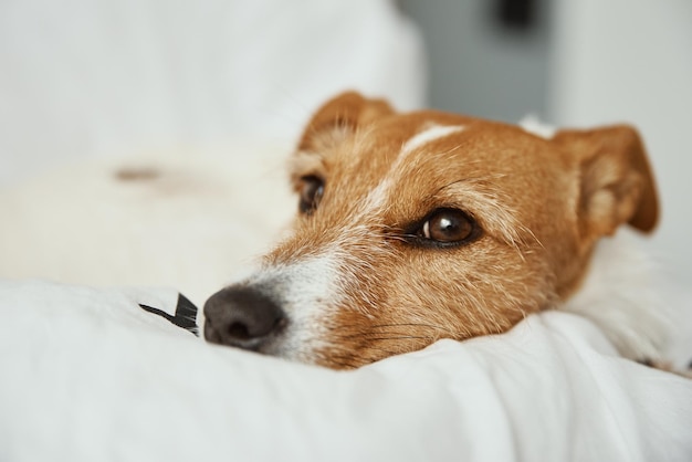 Perro durmiendo y descansando en la cama