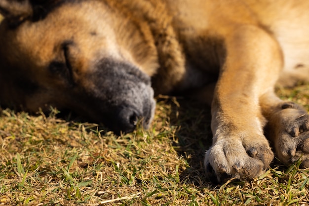 Un perro durmiendo en la hierba.