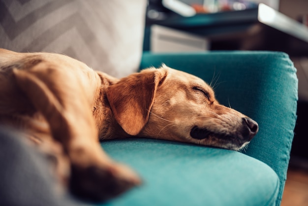 Perro durmiendo en un sofá