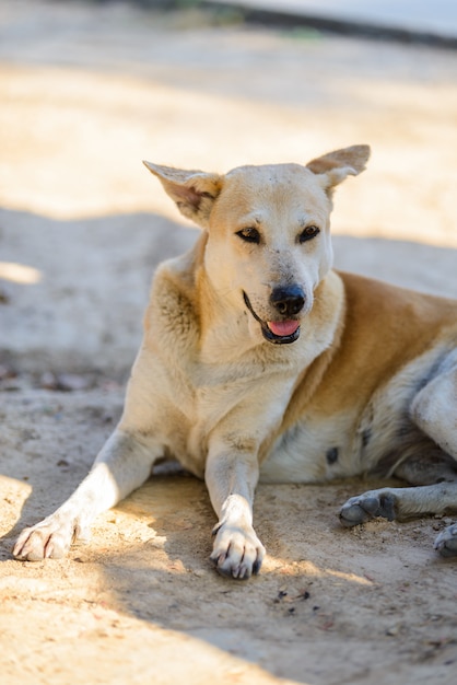 Perro durmiendo en el suelo de baldosas