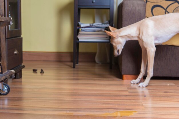 Perro durmiendo en el suelo en casa