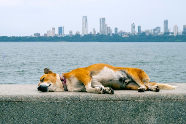 Perro durmiendo en un terraplén en Mumbai, India