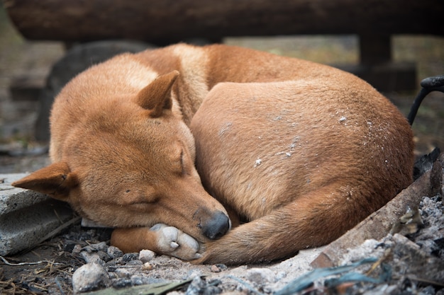 Perro durmiendo